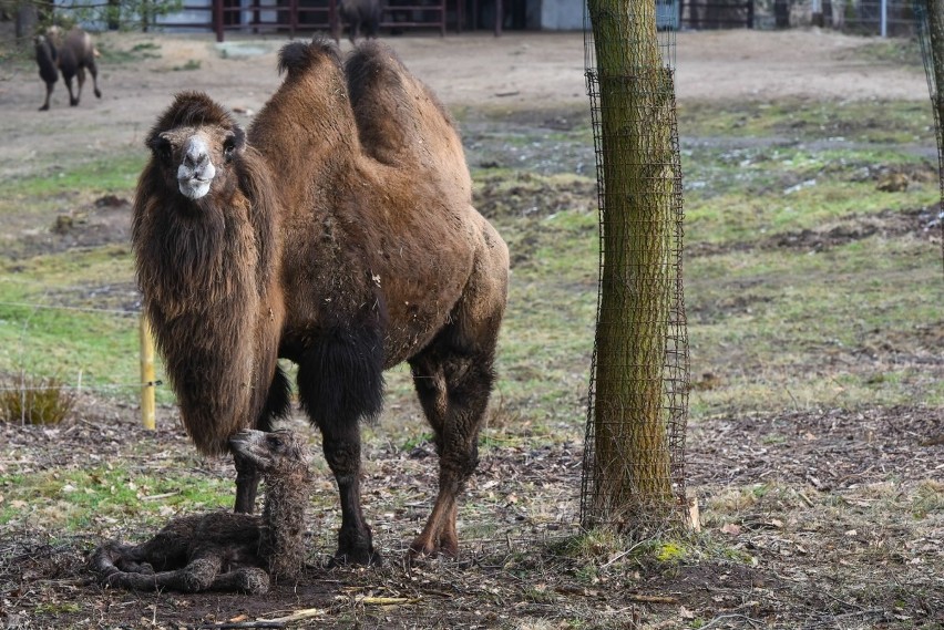 W zoo w Poznaniu urodził się mały wielbłąd. Poznajcie Tamira [ZDJĘCIA, WIDEO]