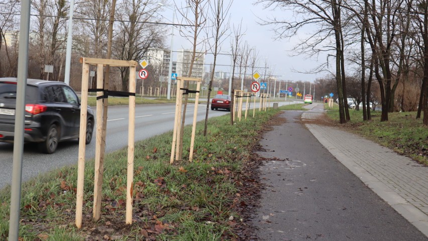 Przy ul. Filaretów w Lublinie będzie bardziej zielono. Miasto chwali się nowymi nasadzeniami drzew