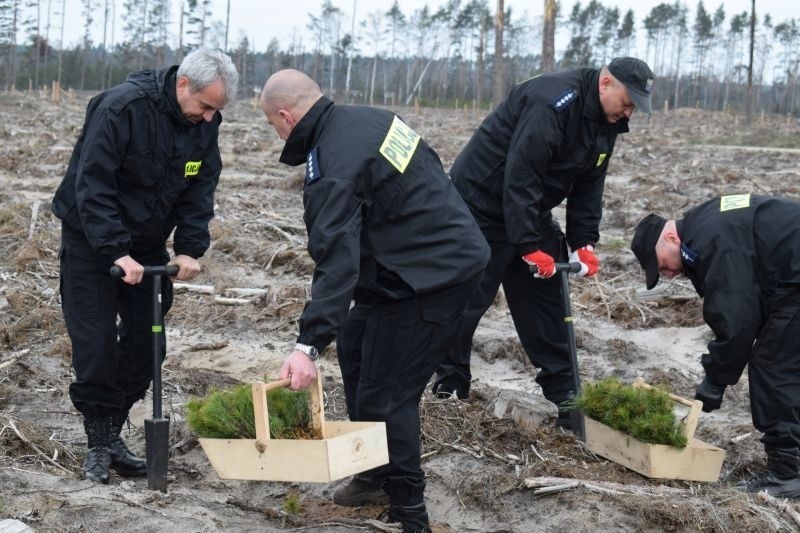 Policjanci sadzili las na terenach ponawałnicowych 
