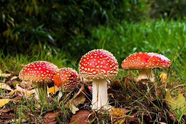 Toksyczny muchomor czerwony to najbardziej znany kolorowy grzyb. Ale takich o wyrazistych kolorach jest więcej, a niektóre są jadalne. Zobacz, jak wyglądają!