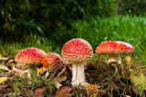 Zobacz najbardziej kolorowe grzyby z polskich lasów. Niektóre są jadalne!