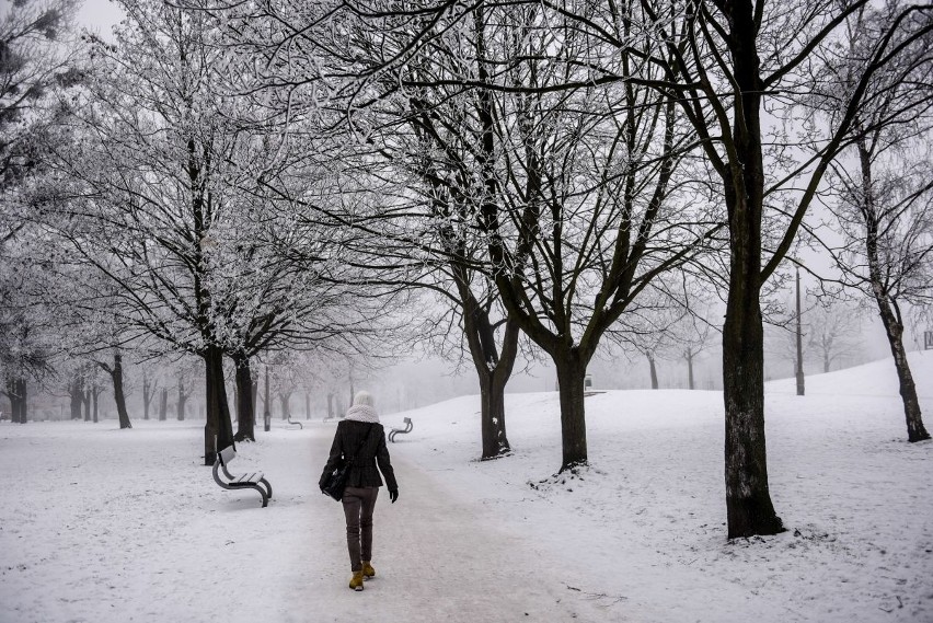 Zima w pełni. Poznańskie parki przykryte śniegiem wyglądają...