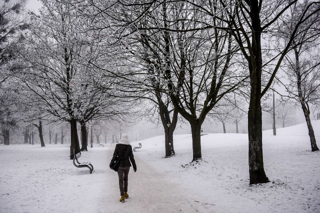 Zima w pełni. Poznańskie parki przykryte śniegiem wyglądają pięknie, a szczególnie drzewa pokryte szadzią. Zajrzeliśmy na Sołacz oraz do parku Kasprowicza. Zobaczcie zdjęcia i wybierzcie się na spacer!