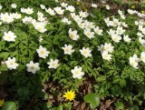 Zawilec gajowy jest idealny do cienistego ogrodu. Polecamy pomysł na biały dywan z kwiatów. Sprawdź, jak uprawiać ten wiosenny kwiat