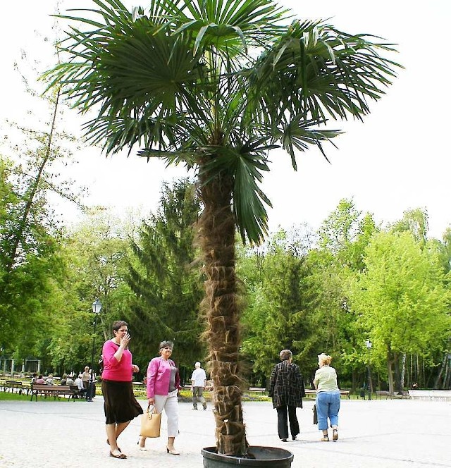 Czy w nowej części Solanek też będą rosły egzotyczne palmy?
