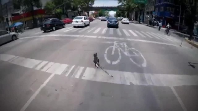 Pies uciekał po najbardziej ruchliwej ulicy Meksyku.