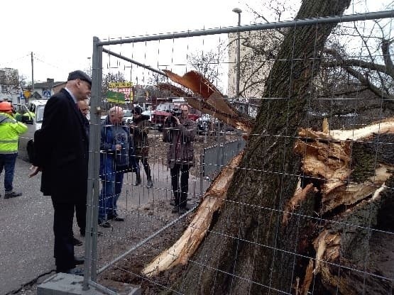 Dziś przed południem runął zabytkowy wiąz przy ul. Wiązowej....