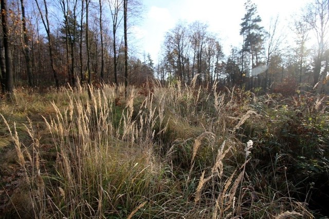 Rezerwat Segiet - unikalne miejsce na pograniczu Bytomia i Tarnowskich Gór