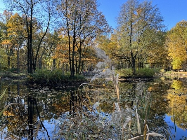 Park Zielona w Dąbrowie Górniczej w jesiennych kolorachZobacz kolejne zdjęcia/plansze. Przesuwaj zdjęcia w prawo naciśnij strzałkę lub przycisk NASTĘPNE