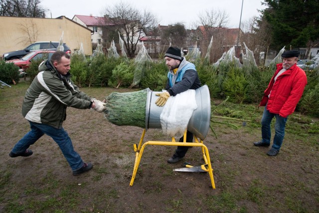 W Słupsku jest duży wybór choinek. Jaką wybrać?Handlowcy sprzedający choinki na życzenie przytną drzewko i je zapakują.