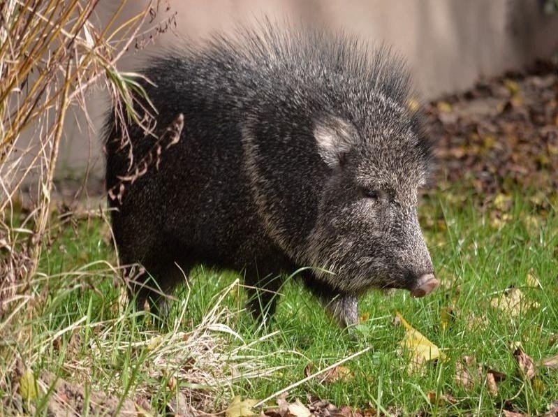 Młody gibbon białopoliczkowy i pekari tagua