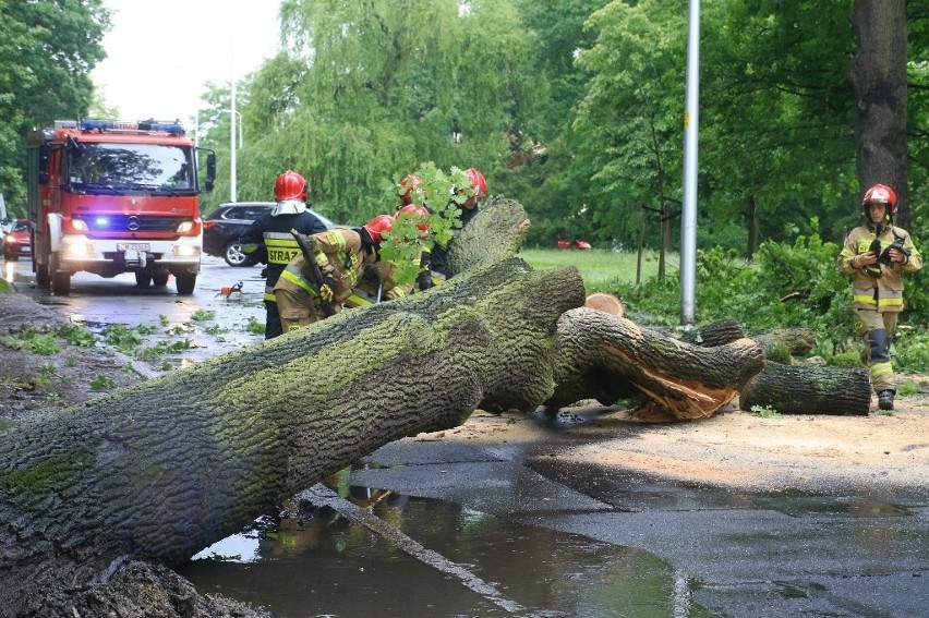 Ogromne drzewo runęło na jezdnię przy szkole na Zalesiu (ZDJĘCIA)