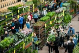 Festiwal Roślin w Bydgoszczy. Tysiące kwiatów doniczkowych czekają w Hali Arena [zdjęcia]