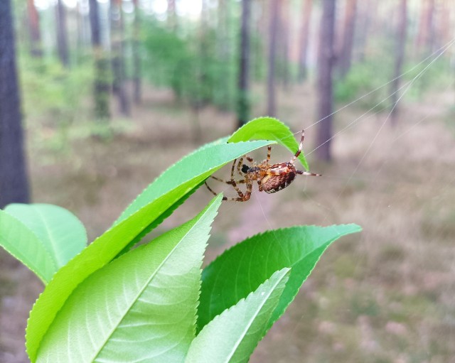 W ciepłym powietrzu (nieco złagodzonym pod baldachimem drzew) doskonale mają się pająki. Ich aktywność wynika właśnie z wyżowej, pogodnej aury.