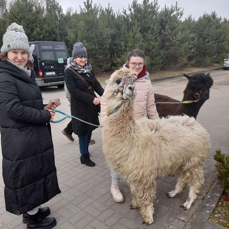 Alpakoterapia dla osób niepełnosprawnych to doskonała forma...