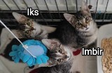 Koty, kotki i kociaki... Wszystkie słodziaki. Zobacz jakie piękne zwierzaki oferuje do adopcji schronisko w Rudniku pod Starachowicami