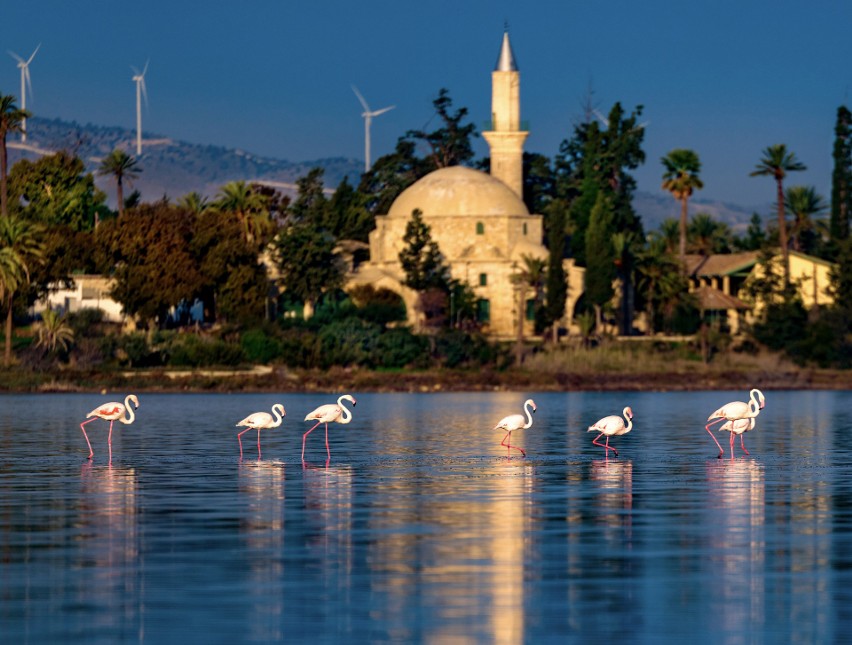 Jedną z największych atrakcji Cypru są...  flamingi. Te...