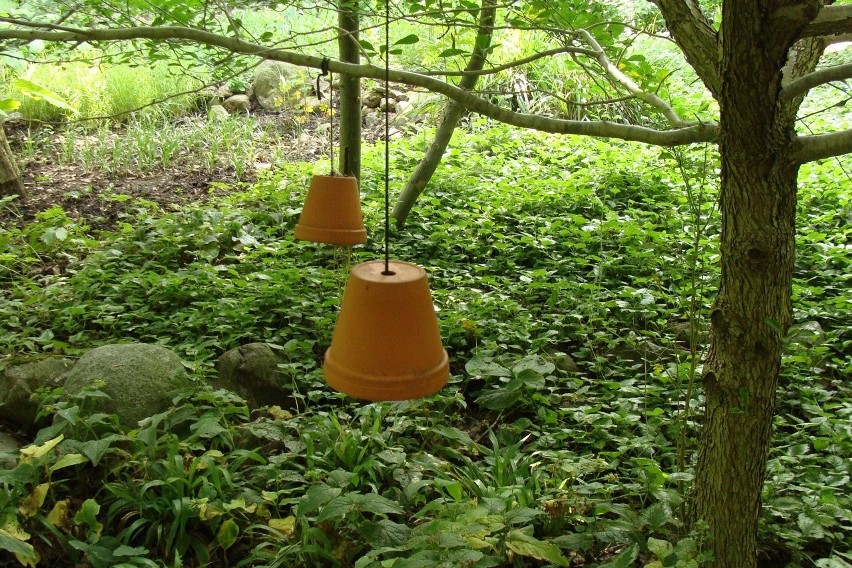 Biedronki są bardzo pożyteczne - zjadają m.in. mszyce. W...