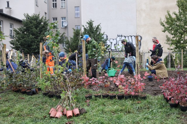 W końcu października udało się posadzić park kieszonkowy na Wildzie - trafiło tu ponad 700 roślin. Sadzili je mieszkańcy i urzędnicy.