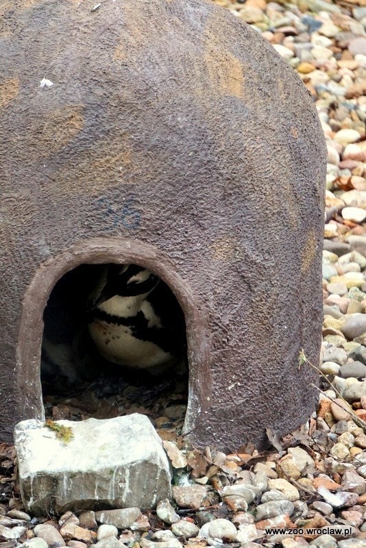 Pingwiny z wrocławskiego zoo trzeba było zamknąć na zapleczu...