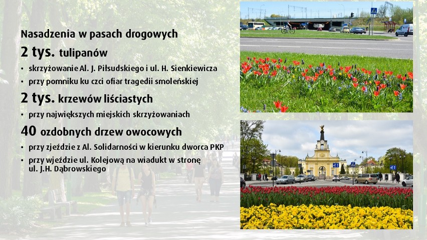 Zieleń w Białymstoku 2019: Magistrat bierze się za zieleń. Mieszkańcy dostaną 3 tys. sadzonek. Będziemy mogli zazielenić posesje (zdjęcia)