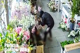 Złodziej - florysta z Gorzowa w rękach policji. Najpierw ukradł kasetkę z pieniędzmi, później wrócił po storczyki |FILM