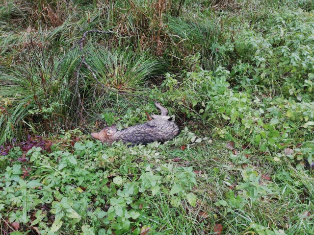 Młody wilk uratowany! Dzięki szybkiej interwencji ludzi dobrej woli 