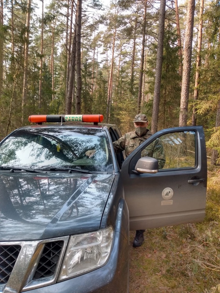 Kadzidło. Kradł drzewo z lasu. Zatrzymała go policja i straż leśna. To mieszkaniec powiatu ostrołęckiego. 26.03.2021