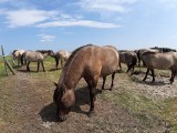 Koniki polskie ze Świnoujścia. Prokurator Rejonowy skierował skargę na decyzję SKO