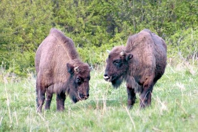 Białowieski Park Narodowy twierdzi, że problem jest marginalny, a szkody spowodowane przez żubry niewielkie.