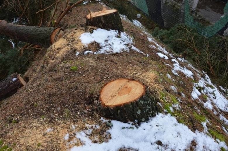  Generalna Dyrekcja Ochrony Środowiska umorzyła sprawę wycinki w Łebie. Mieli prawo wyciąć drzewa? [ zdjęcia, wideo]