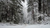 Las Turczyński pod śniegiem jak z Opowieści z Narnii. Tu odpoczywają mieszkańcy zurbanizowanych osiedli (zdjęcia)