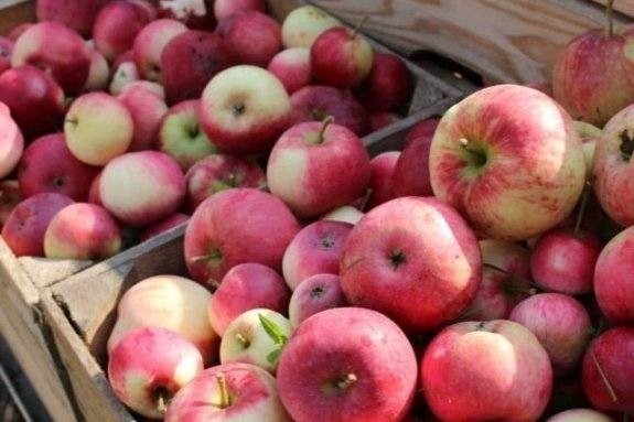 Jabłko jest wciąż najpopularniejszym owocem w naszym kraju,...