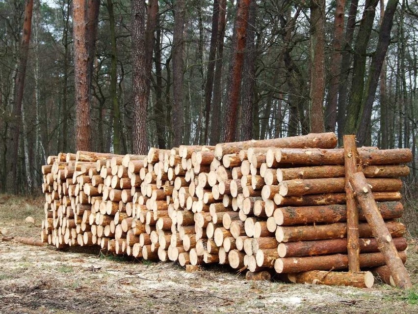 Drewno w lesie...