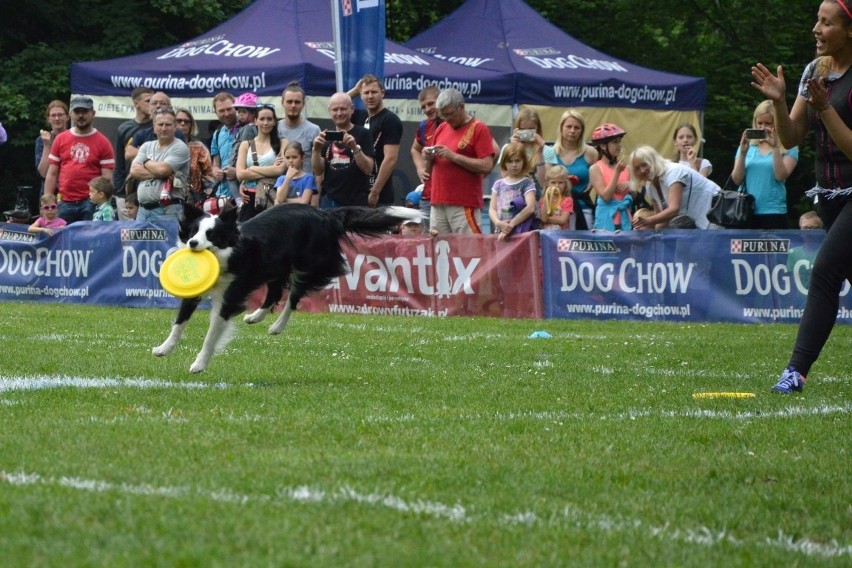 Zawody dogfrisbee czyli Dog Chow Disc Cup 2016 w parku...