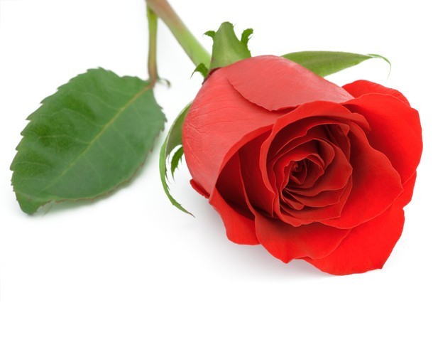 Czerwona róża z całą pewnością jest kwiatem najczęściej wręczanym na walentynki. Od wieków symbolizuje miłość aż do śmierci. Oprócz róż czerwonych, ukochanej osobie możemy podarować róże błękitną - kolor ten oznacza wierność. Jeżeli planujemy wyznać wdzięczność, podziękować za coś niezwykłego wybierzmy róże białą. Nie powinniśmy ukochanej osobie wręczyć róży żółtej, która symbolizuje zazdrość. Połączenie róży czerwonej z różą żółta natomiast łamie jej negatywne znaczenie. Bukiet stworzony z róży o kolorze żółtym oraz czerwonym oznacza radość i szczęście.