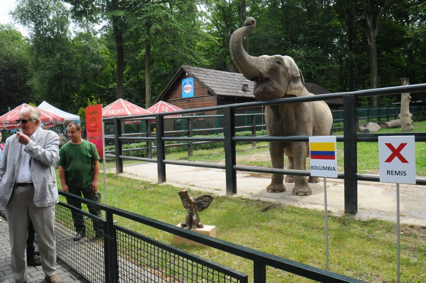 Mundial. Słonica z krakowskiego zoo odbiera złudzenia kibicom biało-czerwonych