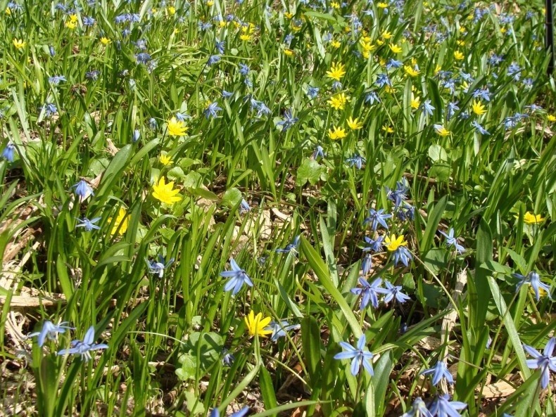 Trawnik, upstrzony niebieskimi cebulicami i żółtymi kwiatami...