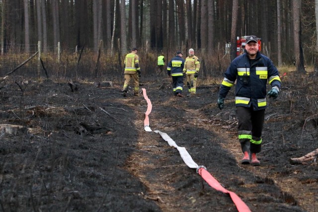 Na miejscu wciąż pracują strażacy. Trwa dogaszanie lasu.