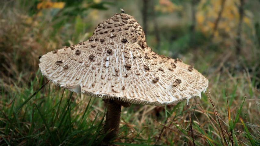 Czubajka kania (deszczochron, parasolnik, bedłka...