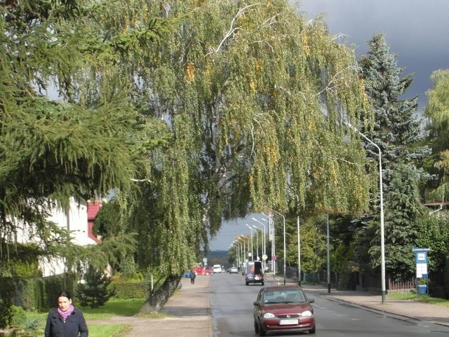 Brzoza przy ul. Leszczyńskiego jest już tak przechylona, że utrudnia przejście chodnikiem.