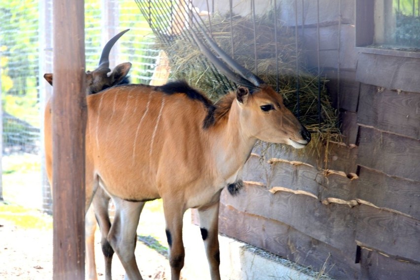 Pierwsze ZOO w województwie świętokrzyskim! Powstało z pasji... (WIDEO, zdjęcia)