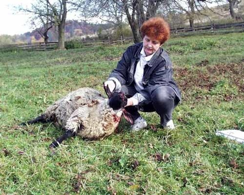 Renata Kozdęba: - Jak tak dalej pójdzie, rolnicy zrezygnują z hodowli owiec, a projekt Amerykanów zakładający rozwój owczarstwa w Bieszczadach spełznie na niczym