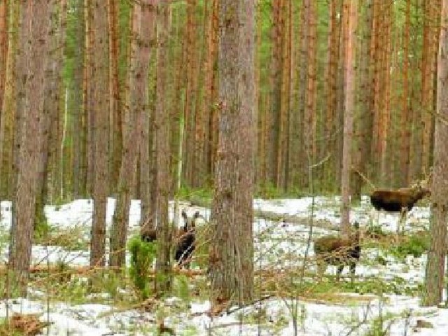 A jaka może być wartość przyrodnicza Biebrzańskiego Parku Narodowego, gdzie m.in. żyją łosie?