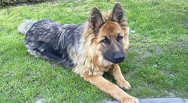 Gabi to jeden z wielu zaginionych psów z rejonów kieleckiego...