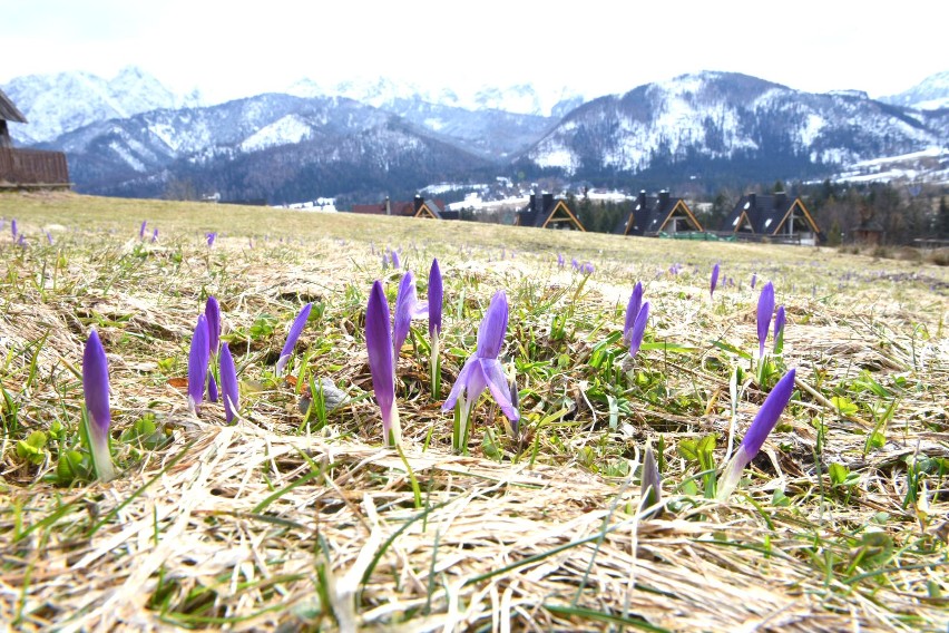 Zakopane. Pojawiły się już pierwsze krokusy [ZOBACZ FIOLETOWE CUDA]