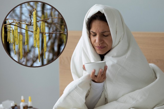 Herbatka z leszczyny rozgrzewa i łagodzi objawy przeziębienia, ale też wspomaga trawienie, zmniejsza stany zapalne i reguluje pracę hormonów.