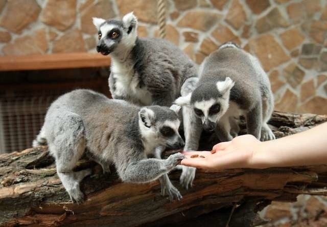 Lemury katta, które zamieszkały w Toruniu w 2013 roku, wciąż są jedną z największych atrakcji ogrodu
