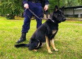 W Zakładzie Kynologii Policyjnej w Sułkowicach rozpoczyna się kurs specjalistyczny dla przewodników psów 