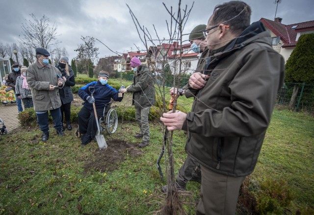 Mieszkańcy „Zielonego Tarasu” posadzili sadzonki jabłonek. Seniorzy nie tylko wypoczywają w otoczeniu zieleni, ale też dbają o rośliny. Wspominają wtedy, jak sami mieli działki, ogrody i co w nich uprawiali.